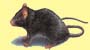 Rodent