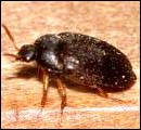 Bed Bugs