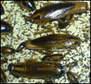 german-cockroach
