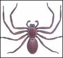 Huntsman Spider