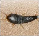 Silverfish