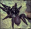 Sydney Funnel Web