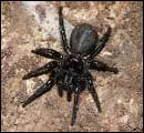 Sydney Funnel Web