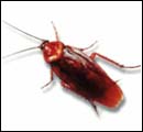 american cockroach