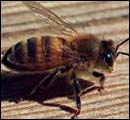 honey bee
