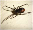 red Spiders
