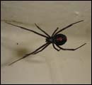 red Spiders