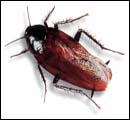 smoky brown roach