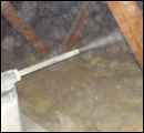 termite classification1