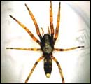 whitetailed spider