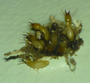 termite classification1