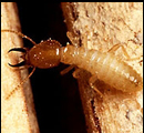 termite classification1