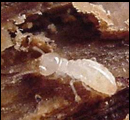 termite classification1