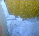 termite classification1