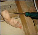 termite classification1