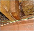 termite classification1