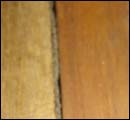 termite classification1