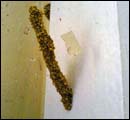 trmite colonies