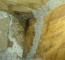 trmite colonies